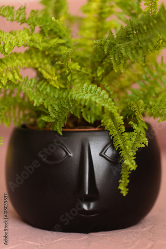 Paproć w donicy
