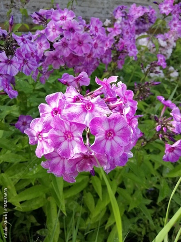 beautiful pink Phlox flowers on a flower bed on a summer day .