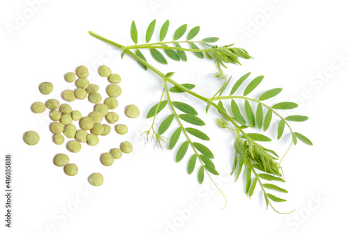 lentil plant with dried green seed or Lens culinaris or Lens esculenta. With flowers isolated. photo