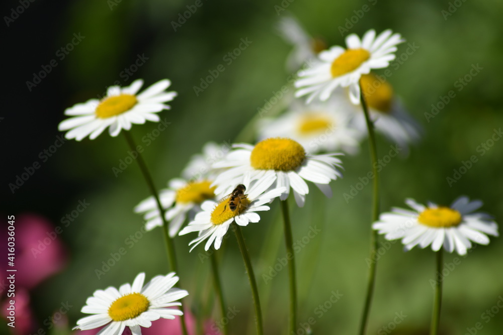 beautiful delicate flowers grow in the garden beautiful delicate flowers grow in the garden