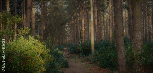 Woodland Walk © Keith
