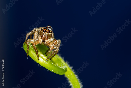 Closeup of Jumping spider isplated on blue background.