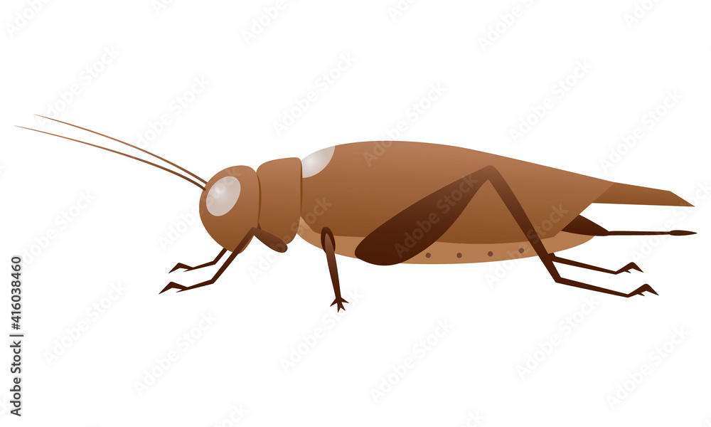 食用コオロギのベクターイラスト 素材 ブラウン Stock Vector Adobe Stock