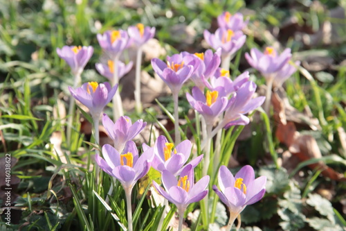 lilac crocuses emerge in the grass, illuminated by the sunlight