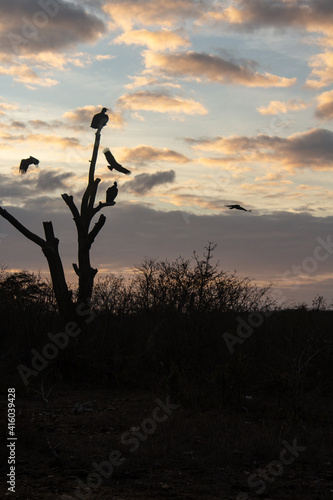silhouette of a tree with vultures
