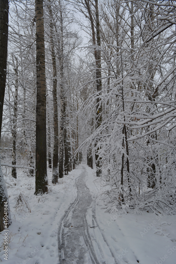 Snowy path with fresh traces going through alley with trees covered by snow Snowy path with fresh traces going through alley with trees covered by snow