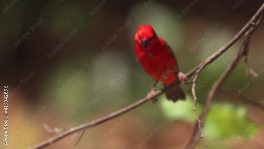 Madagasca Fody or Red Fody (Foudia madagascariensis) Seychelles Madagasca Fody or Red Fody (Foudia madagascariensis) Seychelles