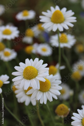 chamomile in the field