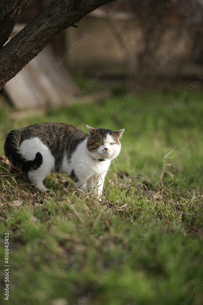 Big tricolor cat in collar walk on the green grass in spring
