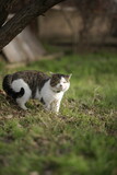 Big tricolor cat in collar walk on the green grass in spring