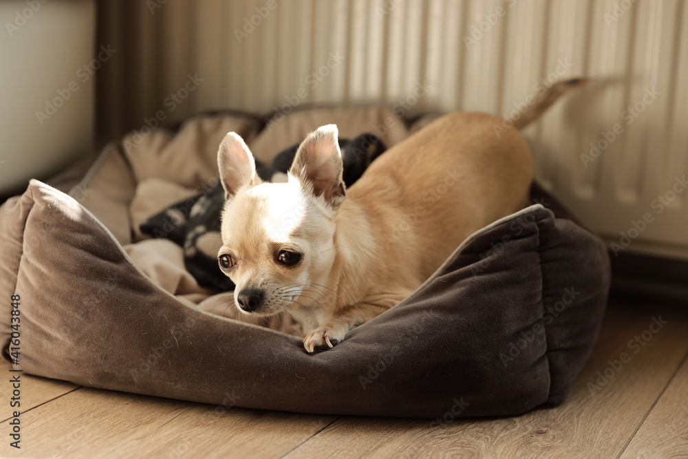 Closeup portrait of small funny beige mini chihuahua dog, puppy. Closeup portrait of small funny beige mini chihuahua dog, puppy.