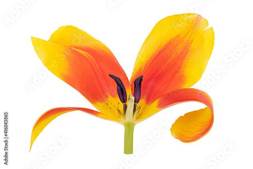 Tulip isolated on white background photo