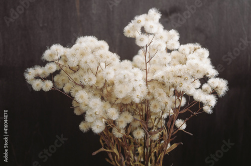 fluffy dried flowers