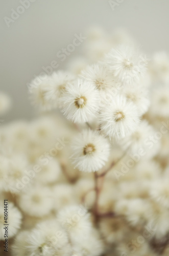 fluffy dried flowers