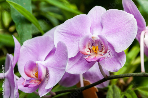 Flowering orchids in the botanical garden