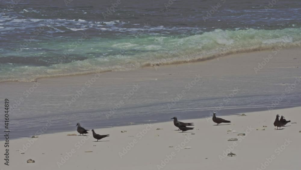 Brown Noddy or Common Noddy (Anous stolidus) Brown Noddy or Common Noddy (Anous stolidus)