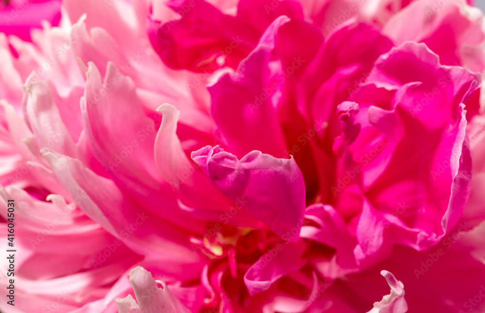 Blurred floral background of fresh magenta peony petals close up as holiday wallpapers or backdrop with soft focus.