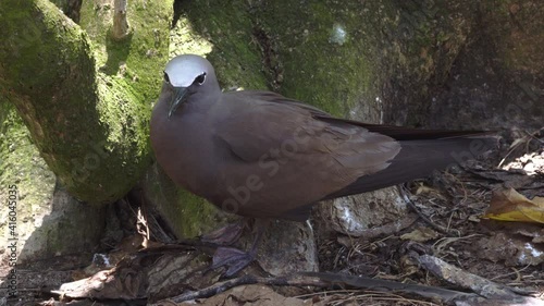 Brown Noddy or Common Noddy (Anous stolidus) photo