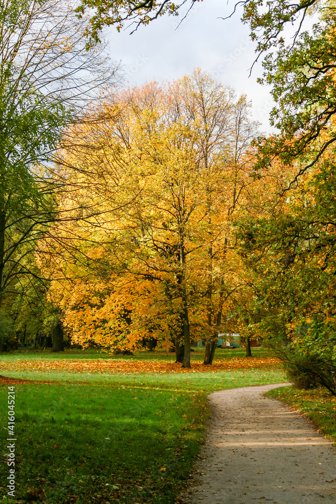 Yellow autumn trees in the park