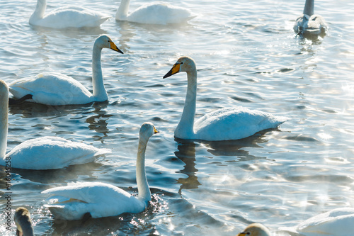 Swans in the sun swimming in water in a lake
