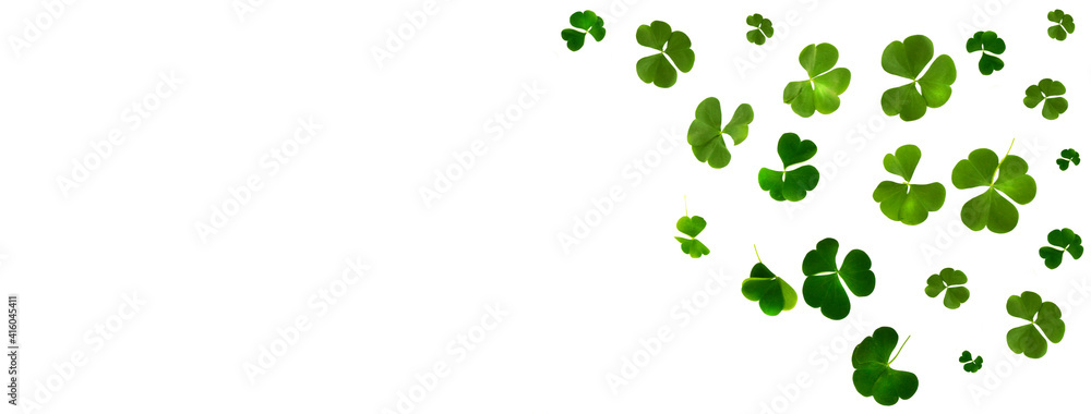 green clover leaves isolated on white background. St.Patrick 's Day green clover leaves isolated on white background. St.Patrick 's Day
