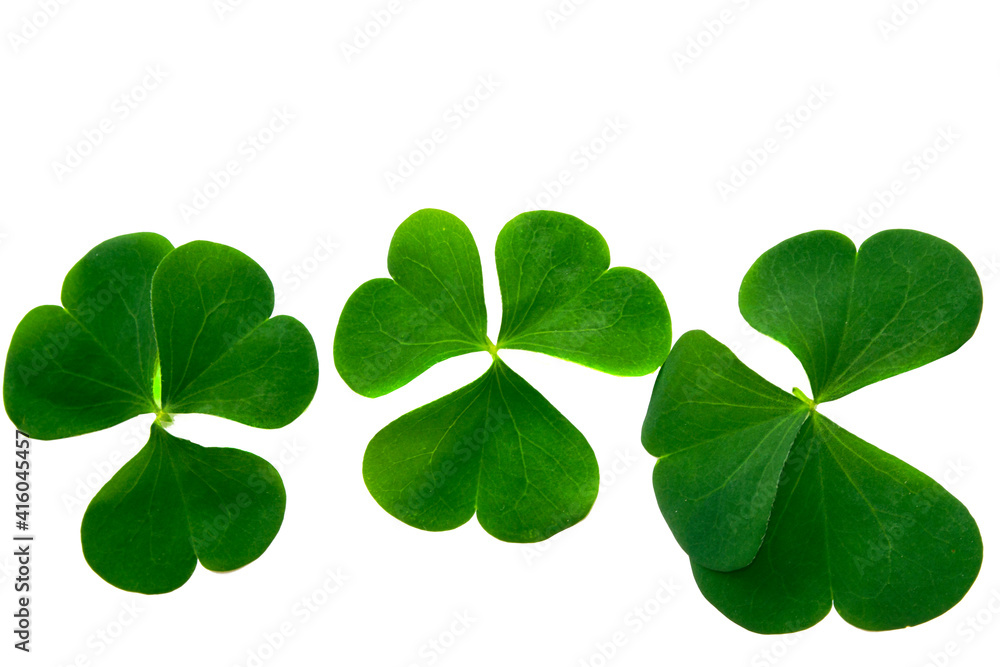 green clover leaves isolated on white background. St.Patrick 's Day green clover leaves isolated on white background. St.Patrick 's Day