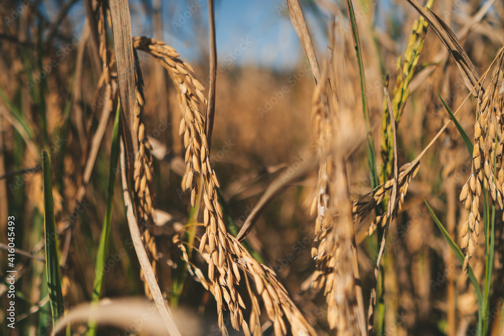 Fototapeta premium Golden rice close-up rice field