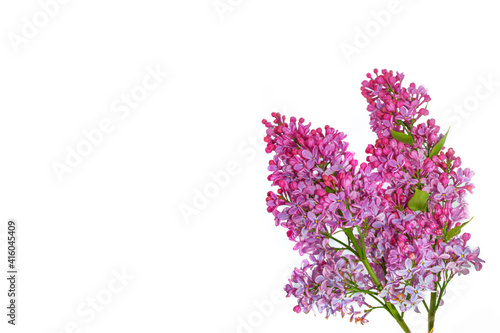 spring flowers lilac. nature