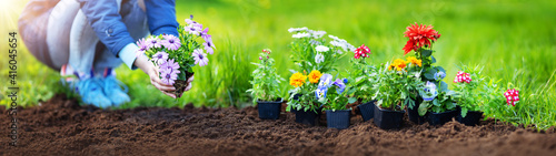 Woman hands putting seedling flowers into the black soil