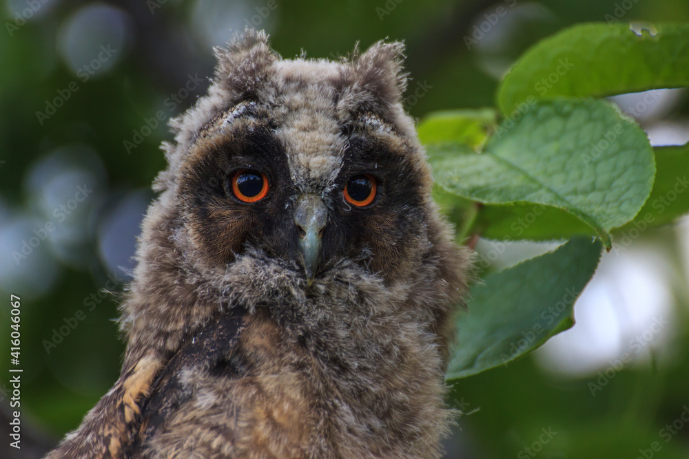 great owl great owl