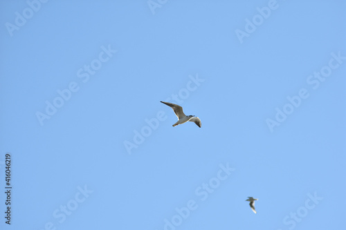 seagull flies across the blue sky