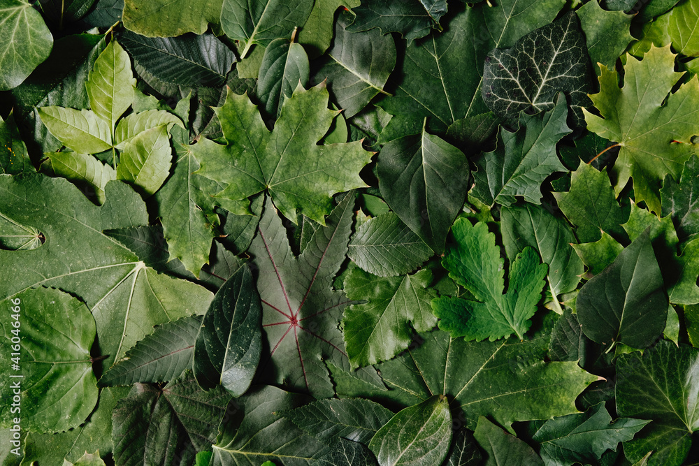 Fototapeta premium Pile of different green leafs. Group of different green leaves background with copy space. Spring or summer season, top view, flat lay