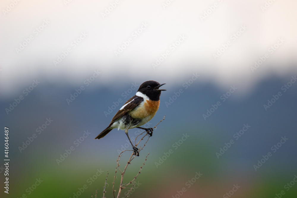 Obraz premium great spotted woodpecker