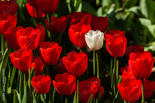 Spring field of colorful tulips