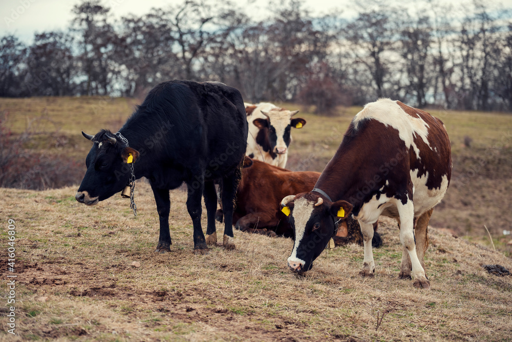 Herd of cows Herd of cows