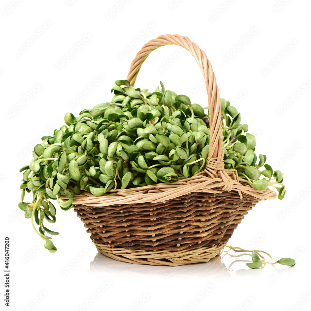 Black bean sprouts on white background Black bean sprouts on white background
