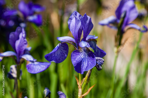 Fototapeta Naklejka Na Ścianę i Meble -  Beautiful violet irises under the sun light