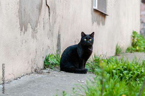 Fototapeta Naklejka Na Ścianę i Meble -  Beautiful black cat with green eyes