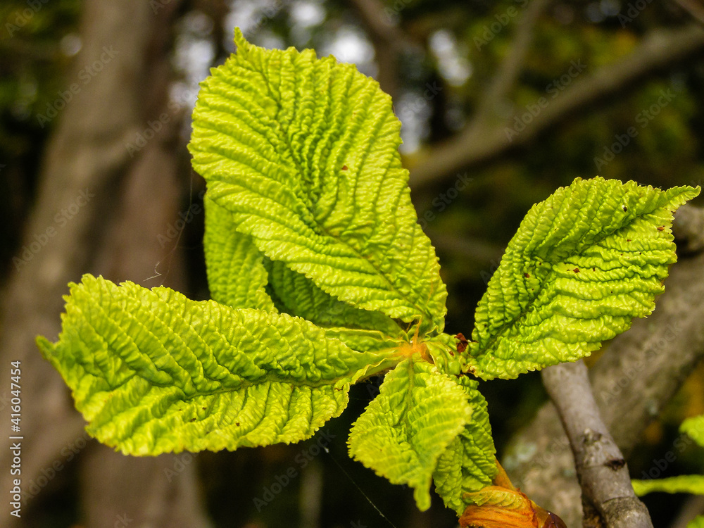 Green leaves of a chestnut on a branch Green leaves of a chestnut on a branch