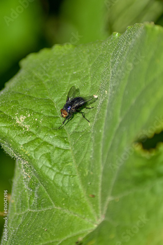 fly sits on a leaf of a flower