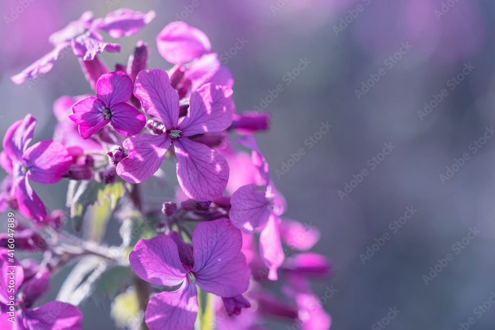 Blooming beautiful flowers of lunaria. Silver dollar, dollar plant, money plant, moonwort, honesty. Place for text.
