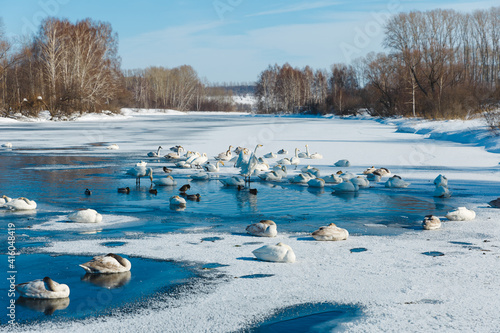 Swans sleeps on ice in a lake