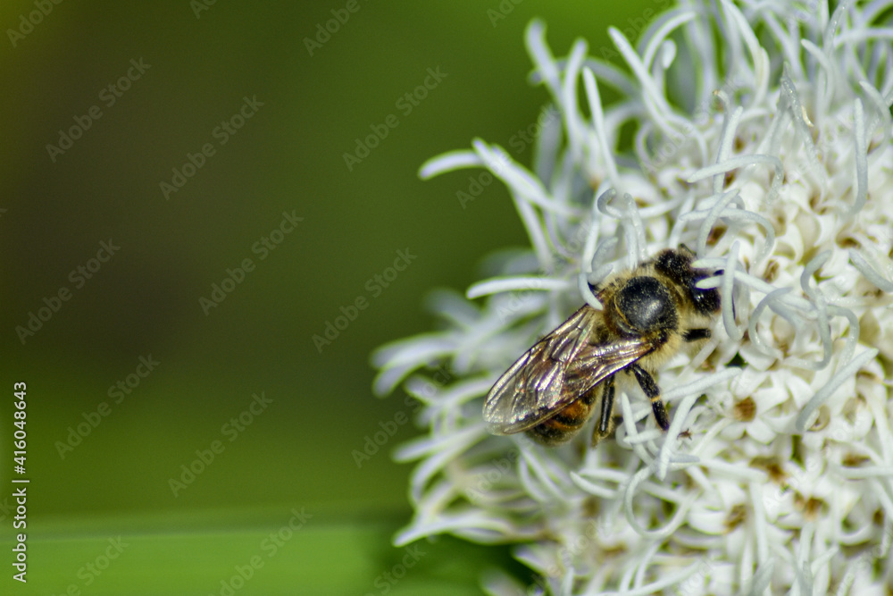 Bee pollinates flower in summer garden Bee pollinates flower in summer garden