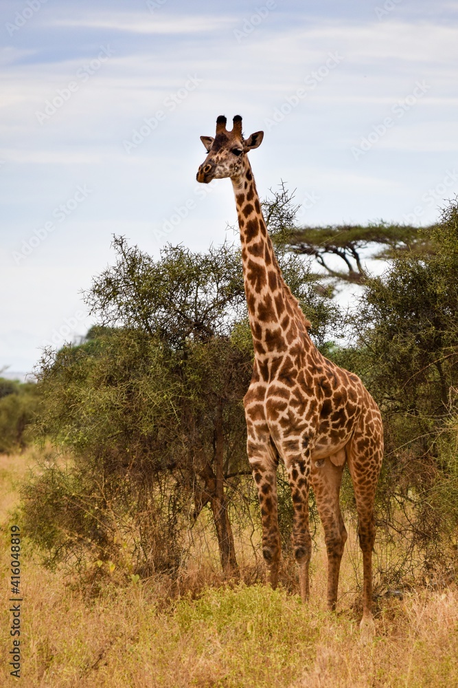 Obraz premium view of giraffe in the savannah