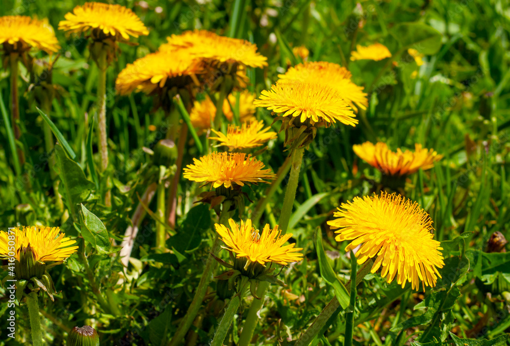 Closeup of yellow dandelion flowers in the field Closeup of yellow dandelion flowers in the field