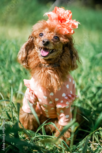 Brown Poodle dog in beautiful clothes