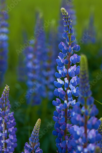 Lupinus field with purple and blue flowers. Sunlight shines on plants. spring and summer flowers. 