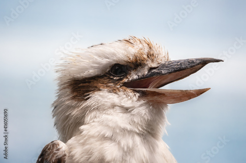 Laughing kookaburra with open beak close up portrait. Large kingfisher with whitish head and a brown eye-stripe (Dacelo novaeguineae), light blue background.