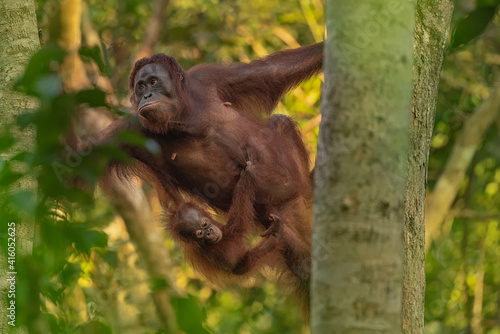 Orangutan on the tree in Borneo