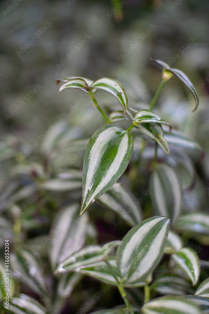 Fototapeta premium Botanical background in green garden